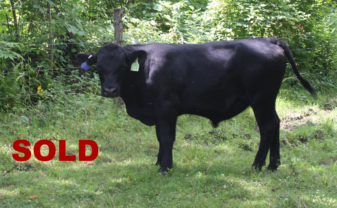 Black Angus Registered Top Rated Stud Bull - Cheese